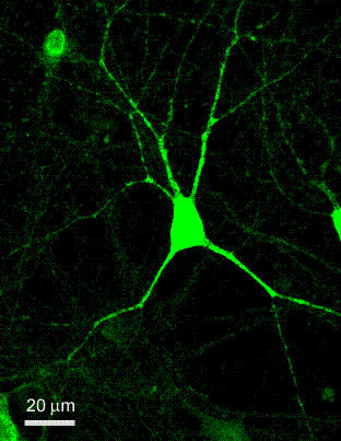 © MPI für für Biophysik 