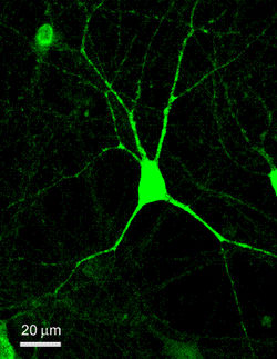 MPI für Biophysik