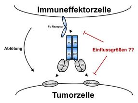 Maßgeschneiderte Antikörper zur Tumorabwehr
