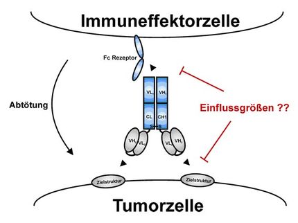 Maßgeschneiderte Antikörper zur Tumorabwehr