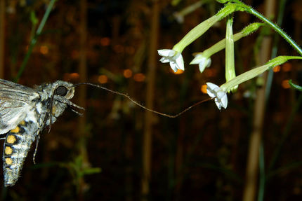 Molecular Messages from the Antennae