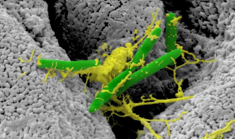 Beat Haenni, Microscopy Imaging Center, Universität Bern