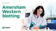 Western-Blotting-Standards und -Reagenzien