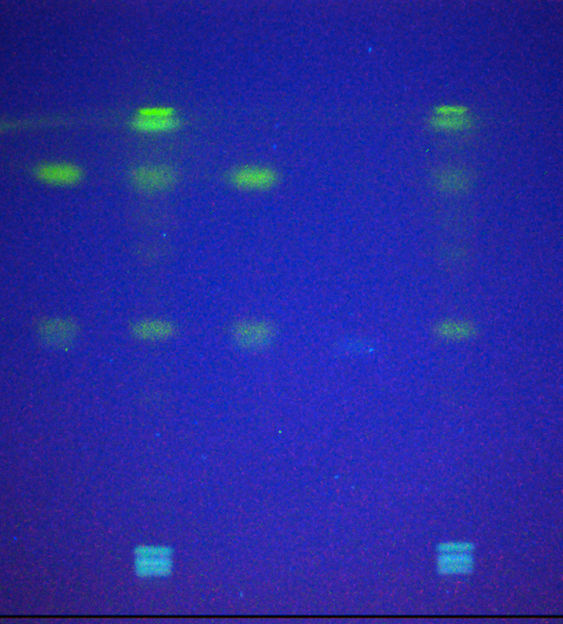 Plate under UV 366 nm