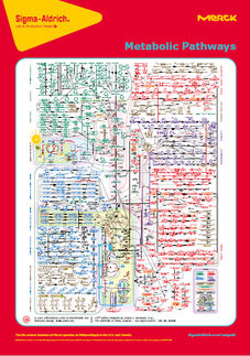 Metabolomic Pathway Map Poster
