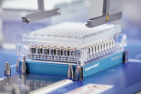 Aufreinigung mittels magnetischer Beads auf Eppendorf Magnum FLX Magnet