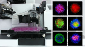 Das AMX-Modul trägt zum Schutz von Sphäroiden, Tumoren und anderen 3D-Zellstrukturen bei und unterstützt das Zellwachstum in zellbasierten Assays.