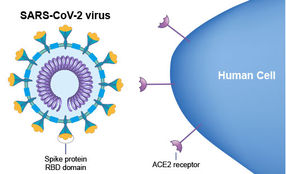 SARS-CoV-2 virus spike RBD and human ACE2