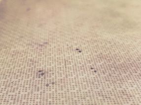 Protein Array nach Inkubation mit Serum und Zweitantikörper und Reaktion mit präzipitierendem Substrat