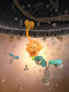 Künstliche Marker auf der Oberfläche von Hybridomazellen mit korrespondierenden Antikörpern als Teil der selmaTM - Technologie