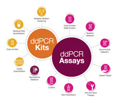 Umfangreiches Portfolio von Prime ddPCR Assays und Kits