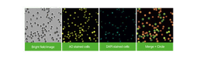AO/DAPI-Färbung – Zellzählung & Viabilität