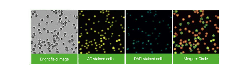 AO/DAPI-Färbung – Zellzählung & Viabilität