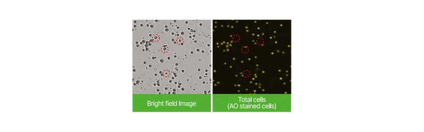 Präzise fluoreszenzbasierte Zellzählung für PBMCs