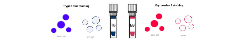 Méthode de coloration : bleu trypan (0,4 %) et érythrosi ...