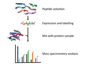 Technologie QconCAT : les peptides sélectionnés sont produits sous forme de protéines marquées par des isotopes, digérés en même temps que l'échantillon et analysés par MS.