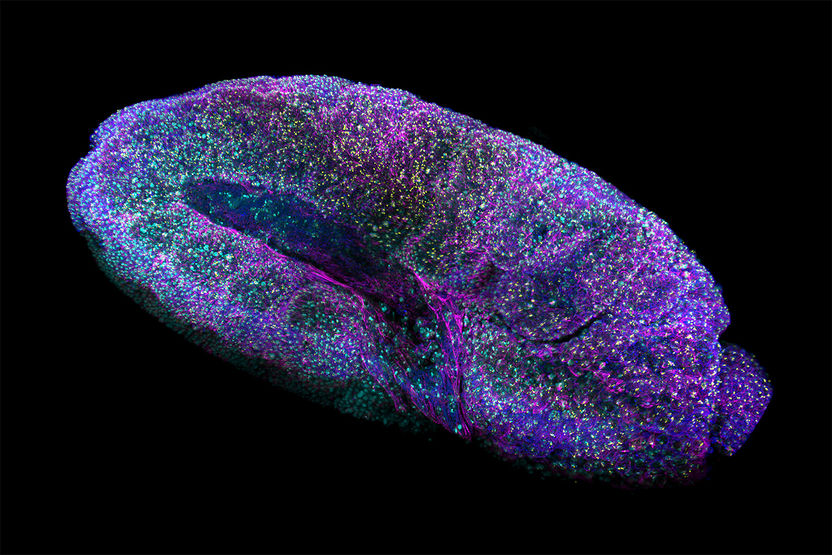 Drosophila embryo