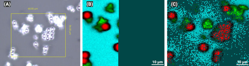 Das „Random Walk“-Raman-Bild (C) zeigt bereits alle wich ...