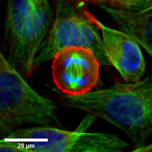 YT-SOFTWARE - Tubulin - Actin - DNA - 40x