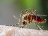Mit Licht im Kampf gegen Malaria