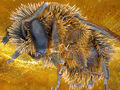 Ruehr_Lambertz_Header_500x375
