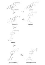 Abb. 1 Der Stoffwechsel von Vitamin D im Menschen
