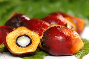 Nachhaltiges Palmöl mit RSPO