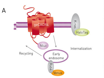 Neues Werkzeug in der GPCR-Forschung: CRISPR/Cas9 fusioniert Luciferase mit GPCRs für BRET-Assays