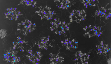 Improved experimental setup for analysis of circadian rhythms using the nightshade