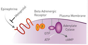 FRET sensor assesses ATP levels in living plants experiencing low oxygen conditions