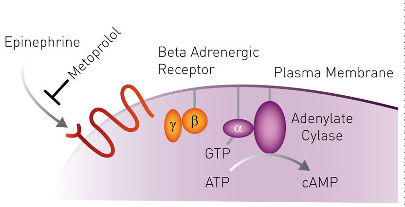 FRET sensor assesses ATP levels in living plants experiencing low oxygen conditions - 