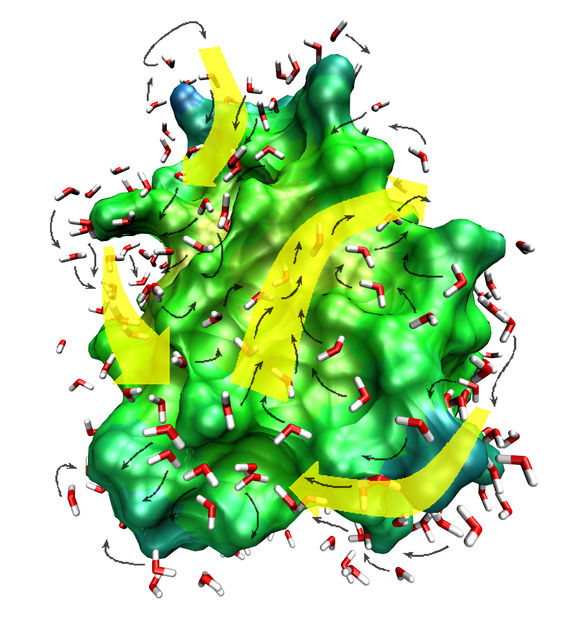 Der Terahertz-Tanz des Wassers mit den Proteinen - Protein-Einfluss hat eine unvermutet große Reichweite