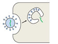 Wirkstoffe zur Behandlung einer SARS-Coronavirus-2-Infektion (Covid-19)