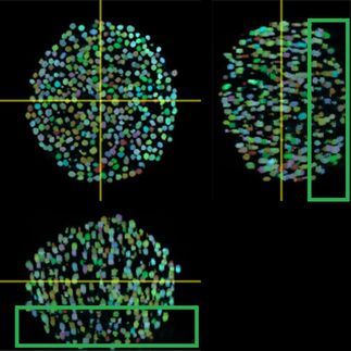 The optimal lens delivers an accurate view inside 3D models