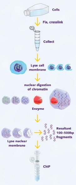 Enzymatic Shearing Kit isolates high quality chromatin for excellent target enrichment - 