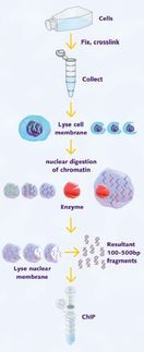 Das Chromatrap® Enzymatic Shearing-Kit isoliert hochwertiges Chromatin für eine hervorragende Target-Anreicherung