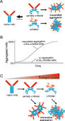 Analyse der Stabilität von Antikörpern in verschiedenen Formulierungsbedingungen