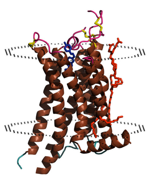 nanoDSF erobert die GPCR-Charakterisierung - nanoDSF in Compound Screening und Pufferoptimierung für GPCRs