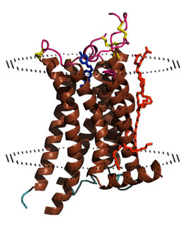 nanoDSF erobert die GPCR-Charakterisierung