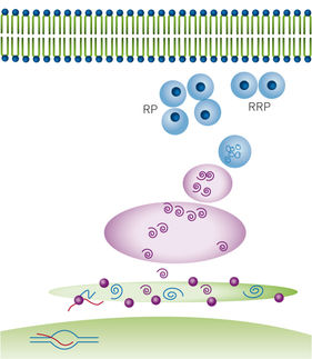 Monitoring of Insulin Granule Packaging in Live Cells Using homoFRET-FP Detection