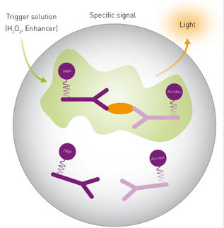 Ein Sandwich ohne Waschen: SPARCL Immunoassay quantifiziert Antigene im Mikroplattenformat