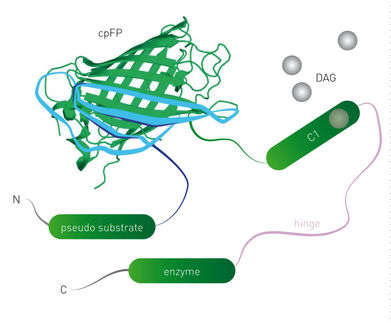 Biosensoren verfolgen GPCR-Aktivierung anhand zweier Second Messenger in Zellen und in Echtzeit