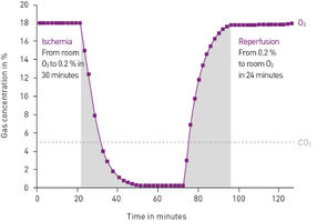 <i>In vitro</i> System misst zelluläre Reaktionen auf Sauerstoffänderungen während Ischämie und Reperfusion