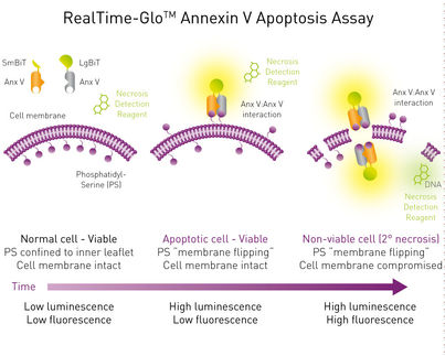 Apoptose und Nekrose in Echtzeit verfolgen: Annexin V Assay für die Mikroplatte