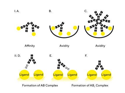 Optimizing Kinetics Assays to Prevent Avidity Effects